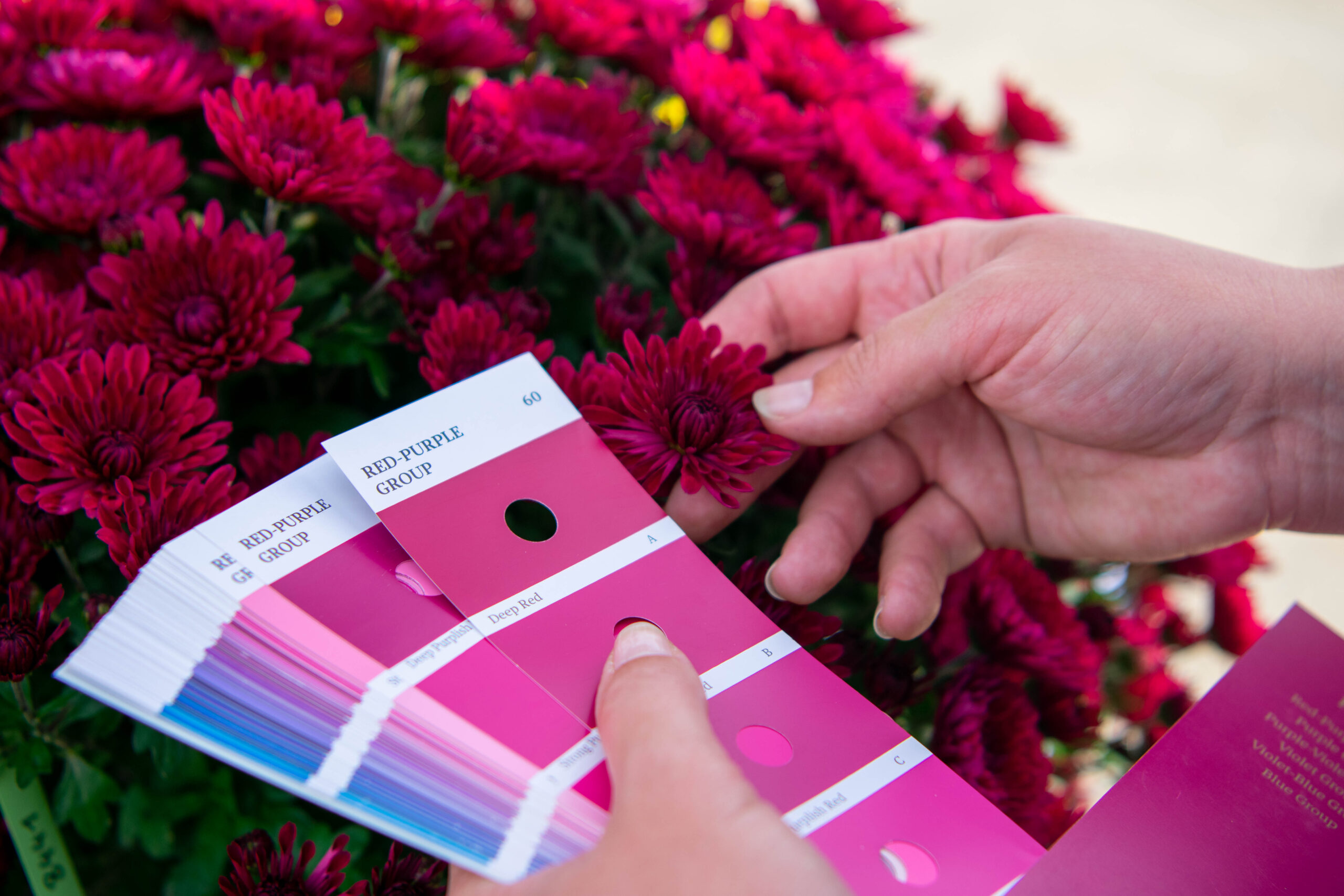 Colour measurements and plant breeders’ rights