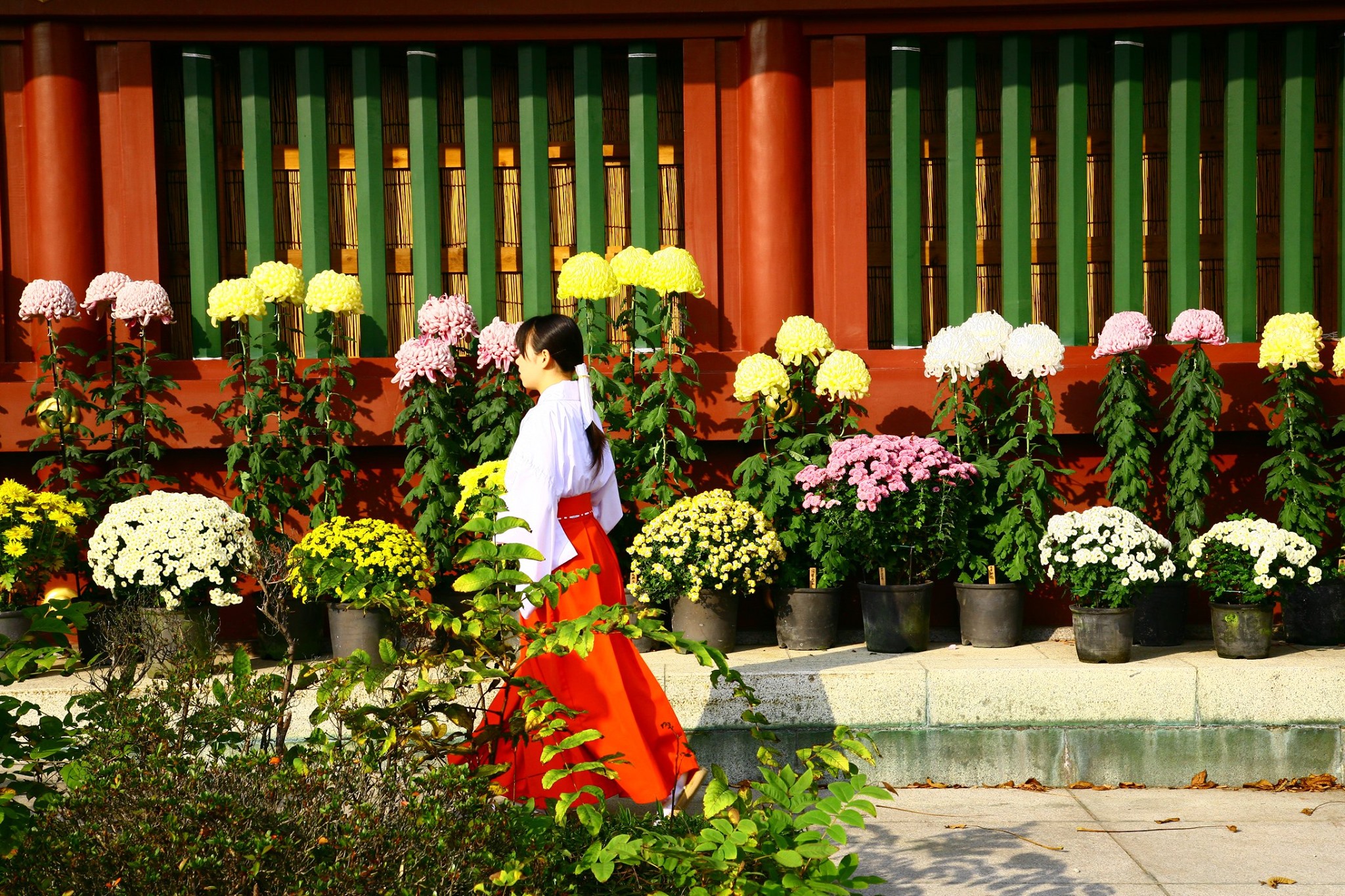 Let’s take a peek at our neighbors: a global look at the Chrysanthemum – Japan