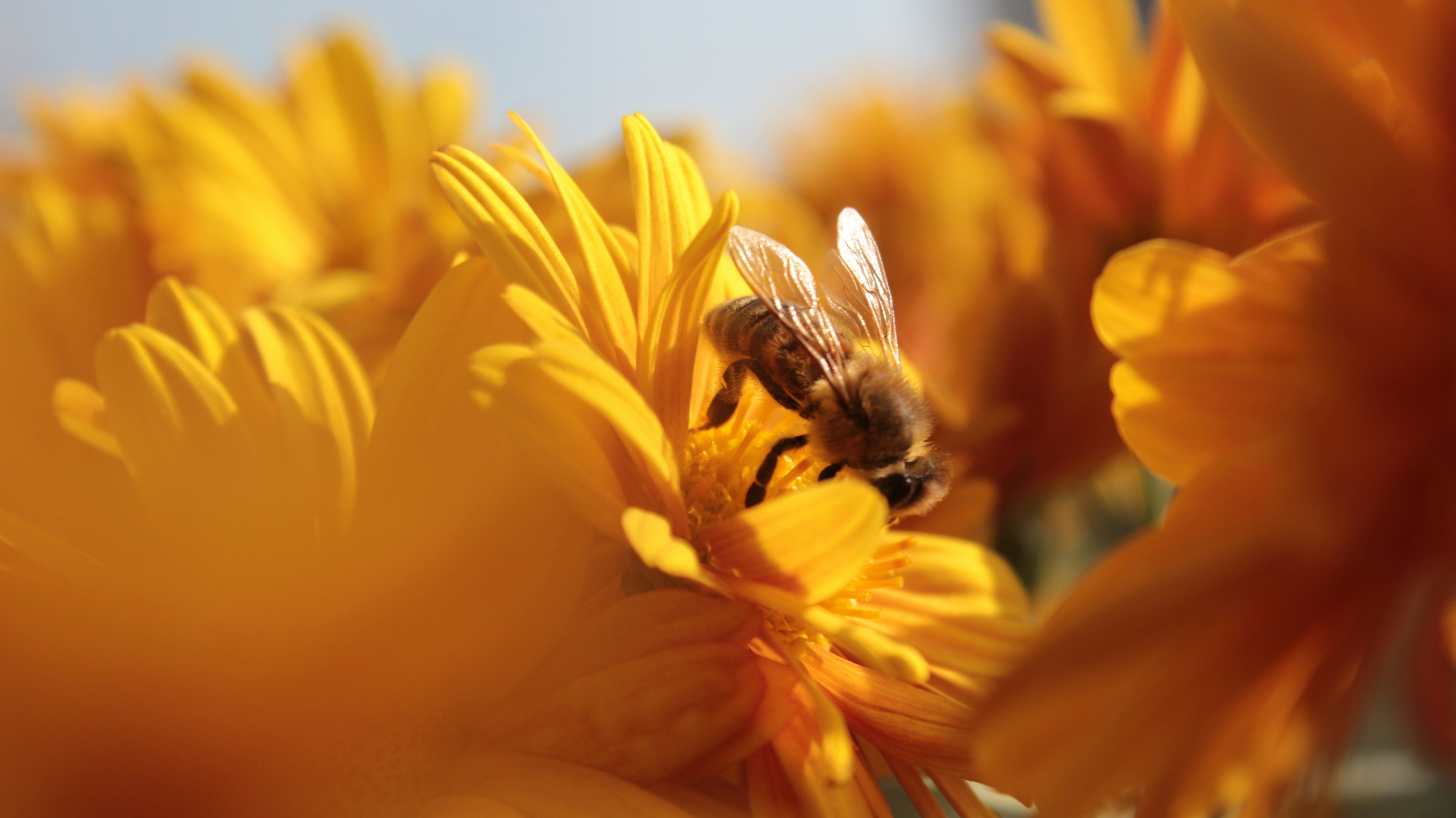 Die perfekte kombination: Bienen x Chrysanthemen